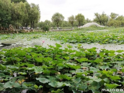 武汉哈尔滨太阳岛旅游景点推荐，你去过几个？